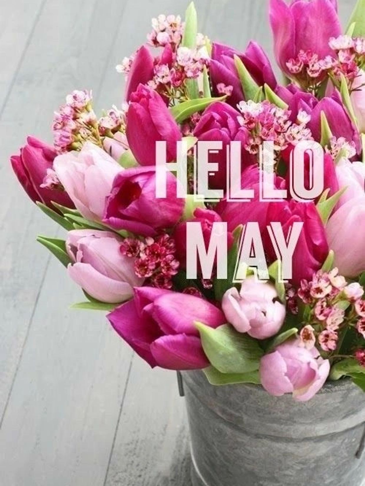 Vibrant pink and purple tulips in a metal bucket with 'HELLO MAY' text.