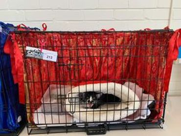 A black and white cat resting inside a cage lined with red fabric.