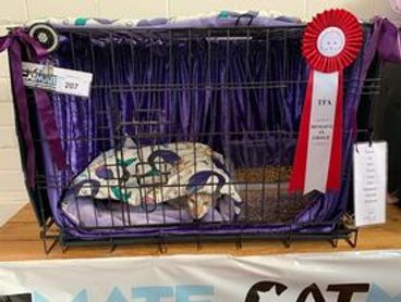 A cat resting in a decorated cage with a red and white award ribbon.