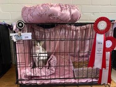 A cat inside a decorated cage with award ribbons attached.