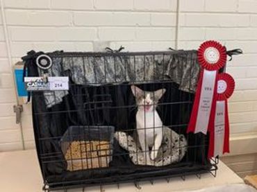 Cat sitting in a decorated cage with award ribbons attached.
