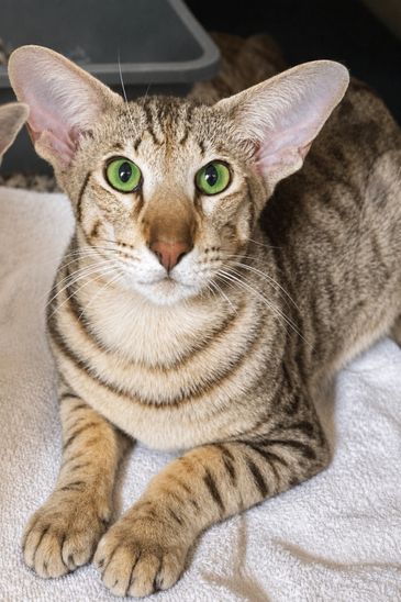 A close-up of a tabby cat with striking green eyes and large ears.