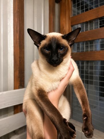 A Siamese cat with striking blue eyes being held up gently.
