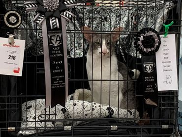 Award-winning cat in a decorated cage at a cat show.