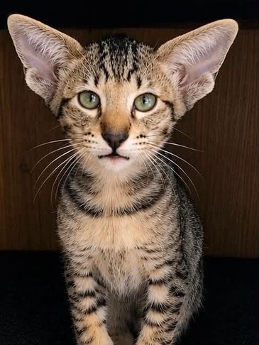 Close-up of a kitten with unusually large ears and green eyes.