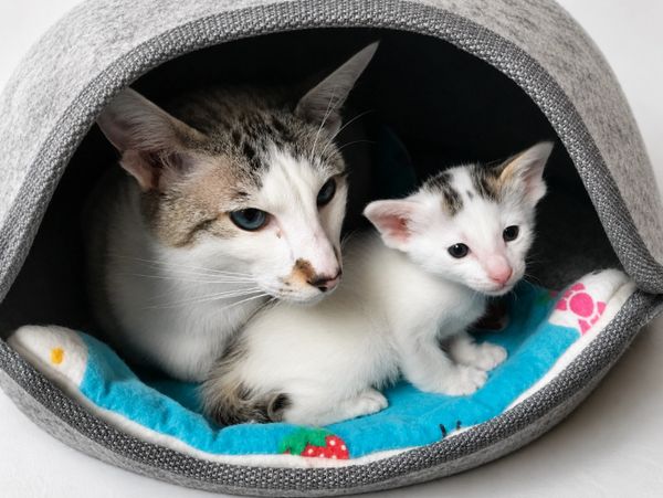 A cat and kitten snuggle inside a cozy gray pet bed.