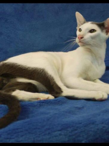 Elegant white and black Oriental cat lying on a blue blanket.