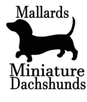 Mallards Miniature Dachshunds