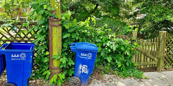 poison ivy around trash bins