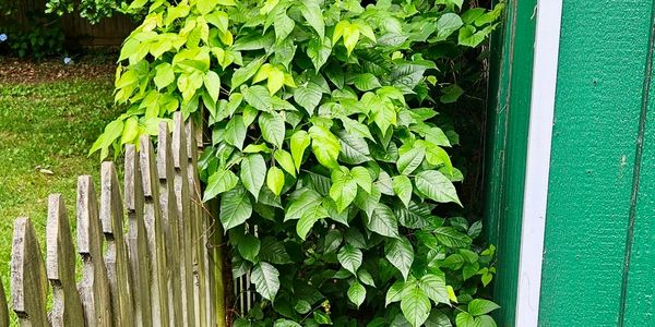 poison ivy behind shed