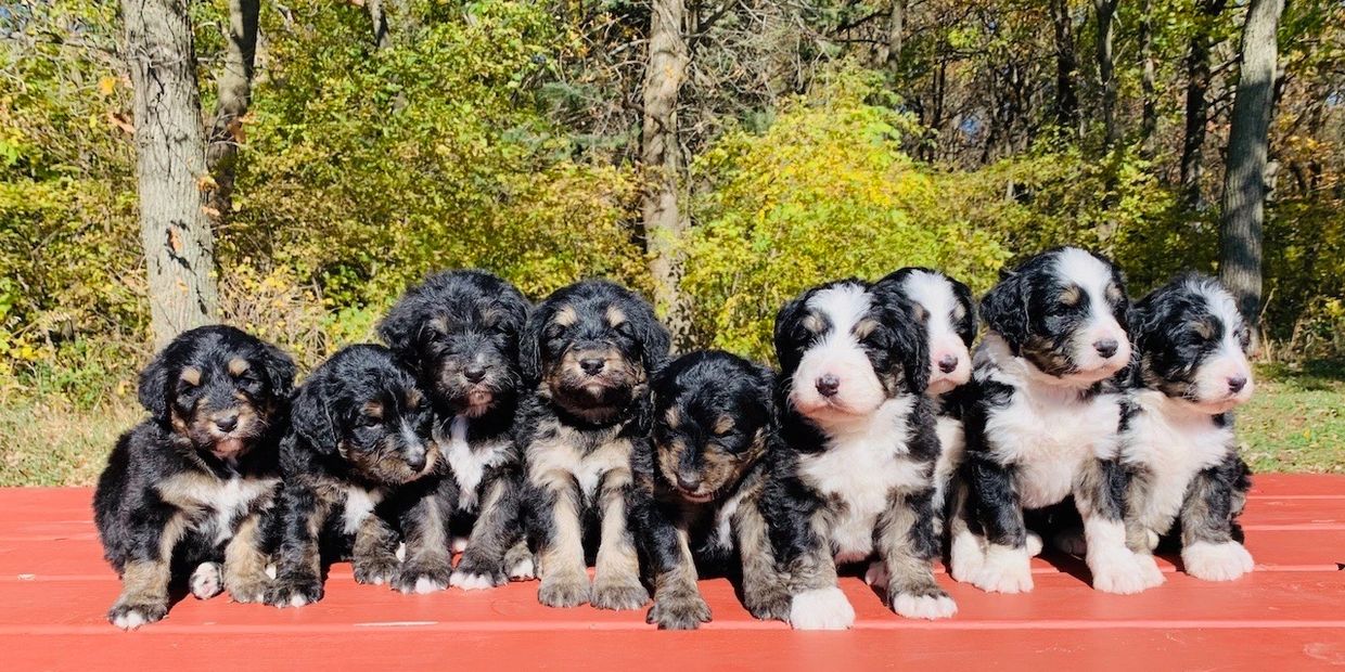 mini bernedoodle puppies for sale -https://whiskeycreekdoodles.com/