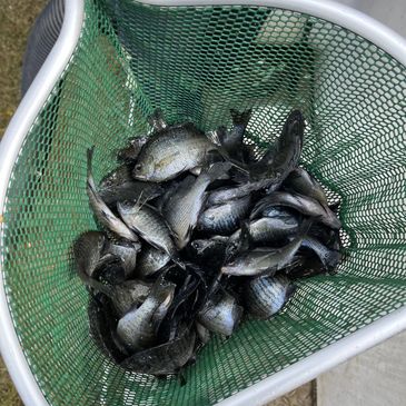 Bluegill, fish stocking near me, bluegill near me, bluegill for pond, live bluegill, fish farm, blue