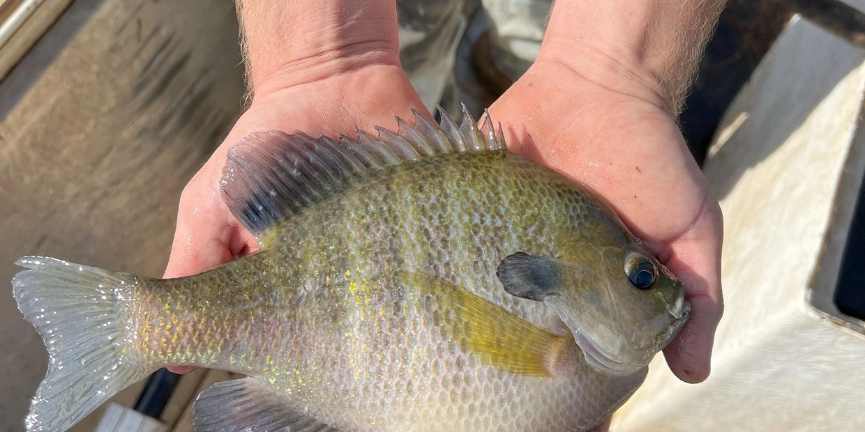 Large bluegill after fish stocking
