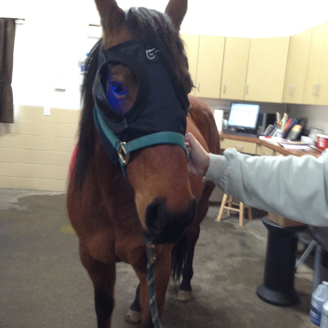 Holly wearing her Equilume light mask. Mares only cycle when the days are long, so this mask with light can be used to get them cycling earlier in the the year. Holly wearing her Equilume light mask. Mares only cycle when the days are long, so this mask with light can be used to get them cycling earlier in the the year.