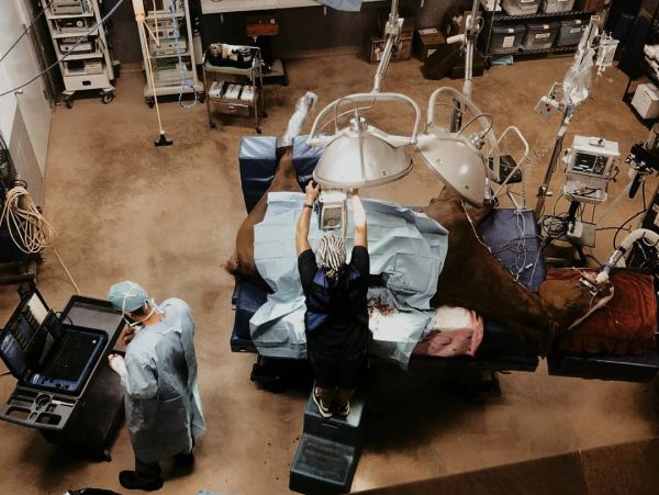 Veterinarians performing surgery on a horse in an operating room.
