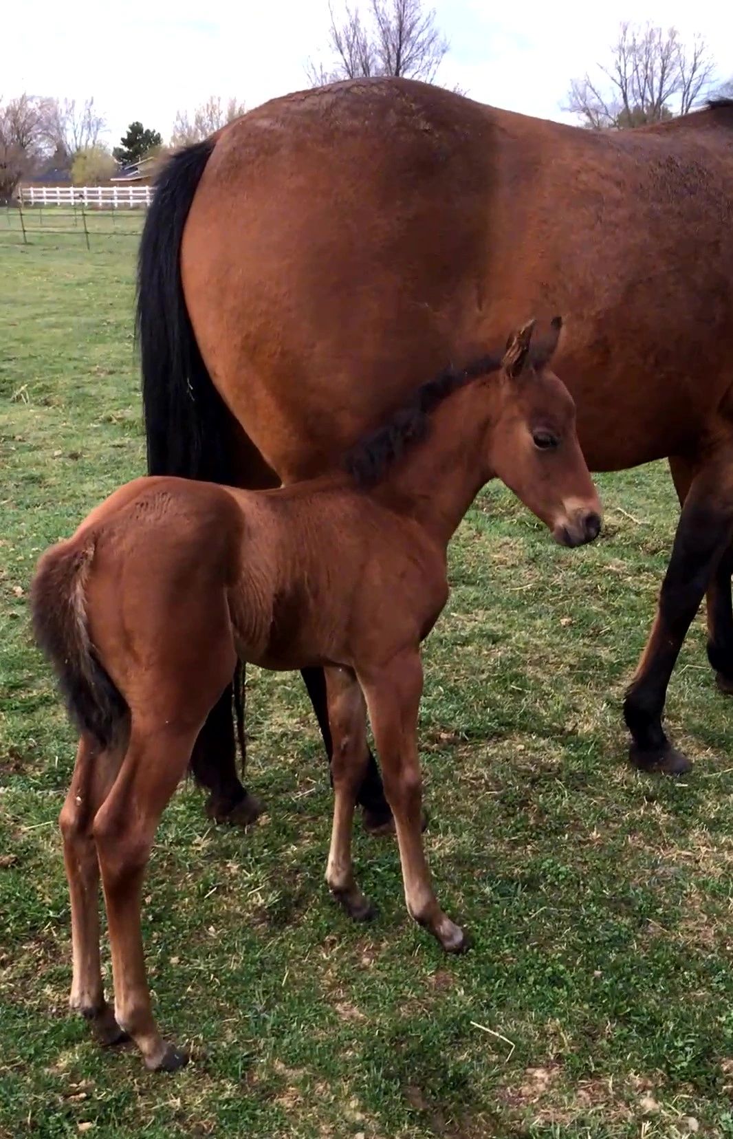 A horse colt born as a product of embryo transfer A horse colt born as a product of embryo transfer