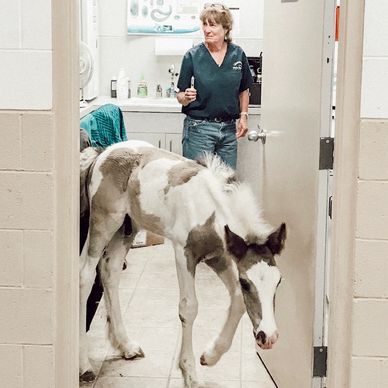 A foal walks out of a veterinary room with a person inside.