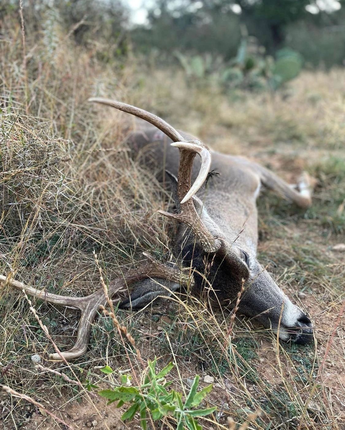 Dead Deer Carcass Removal Atlanta Dead Deer Removal Atlanta