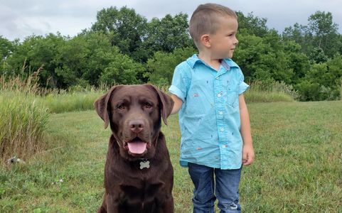 AKC English Chocolate Labrador Male ~Dakota with Devin