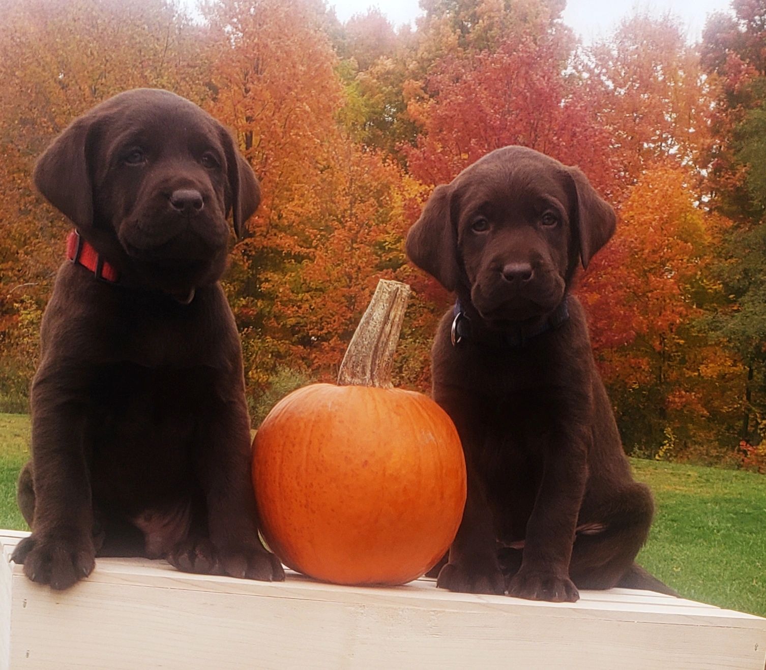 DJ Labradors