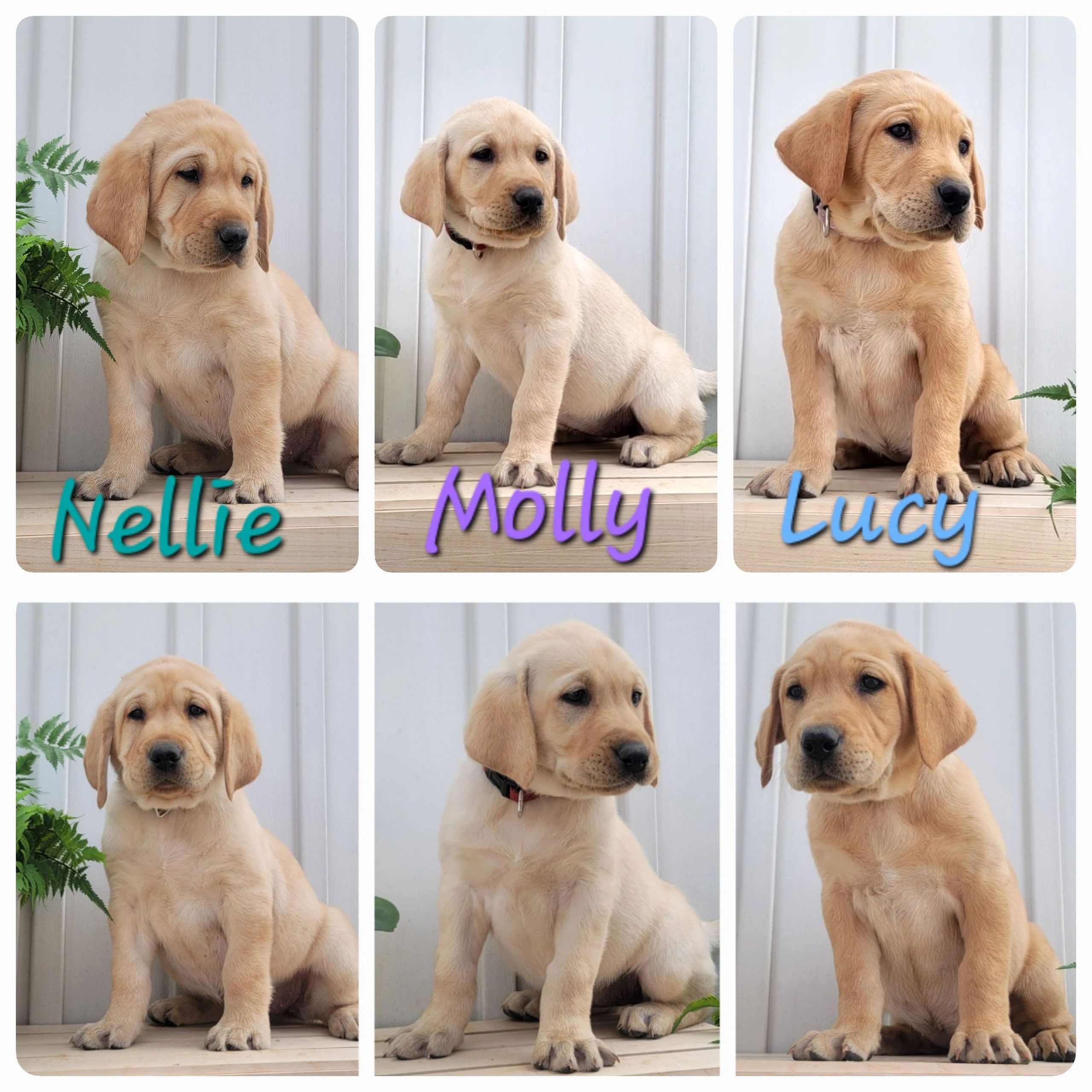 How much to feed 8 week old lab puppy sale