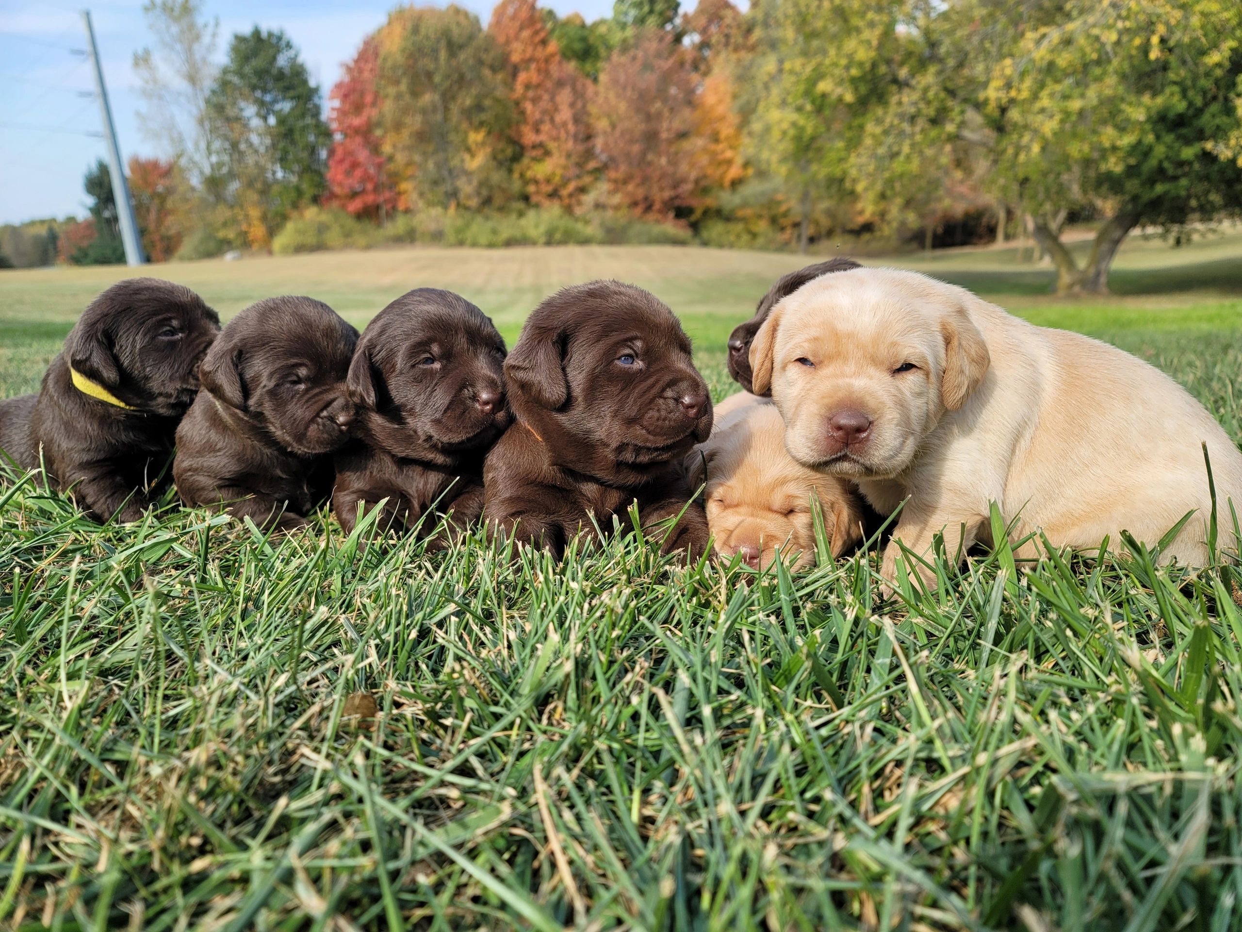 HOT Month Old Black Lab Puppy Month Old Lab Puppy 3month