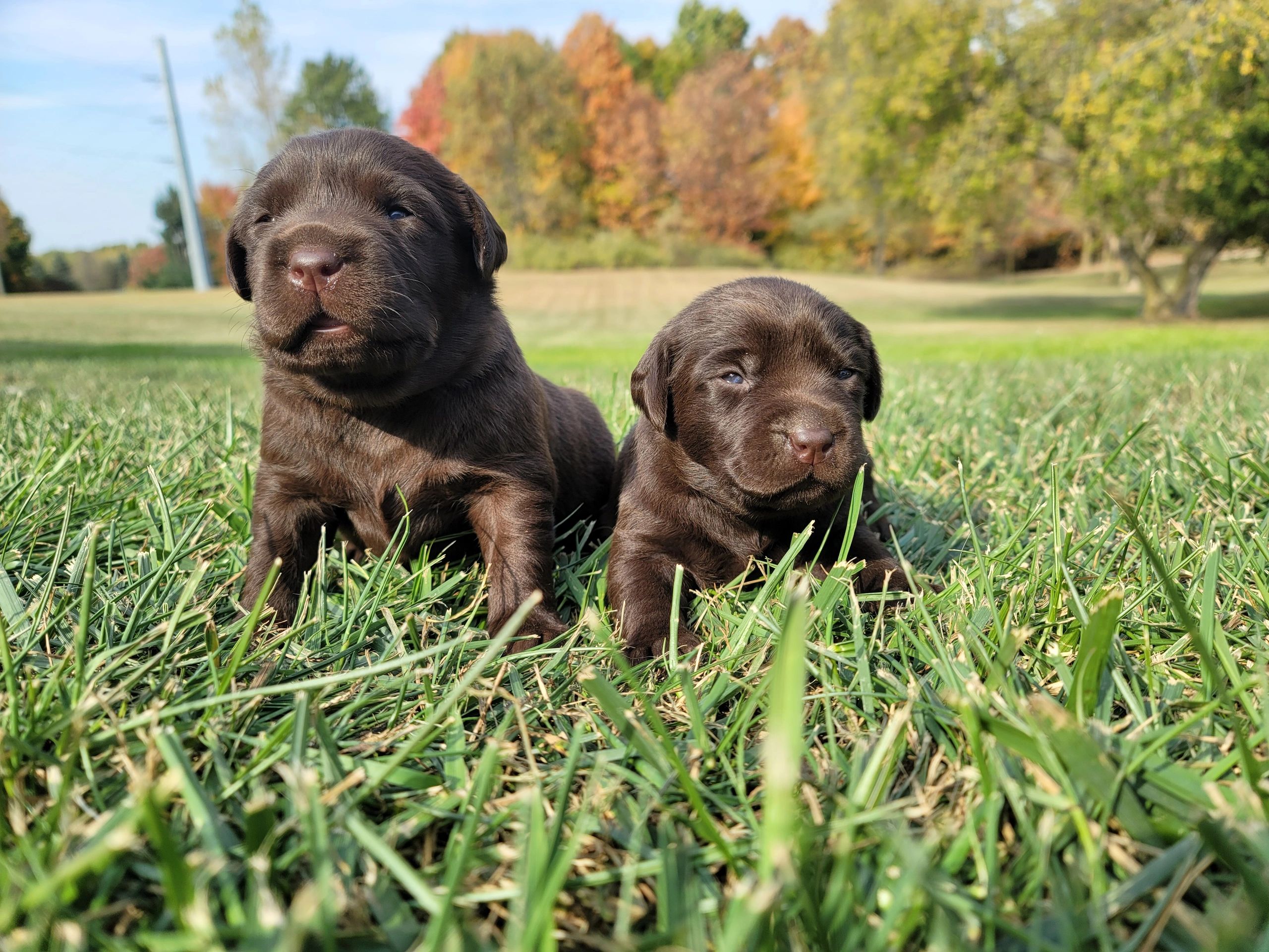 5 week old chocolate lab sale