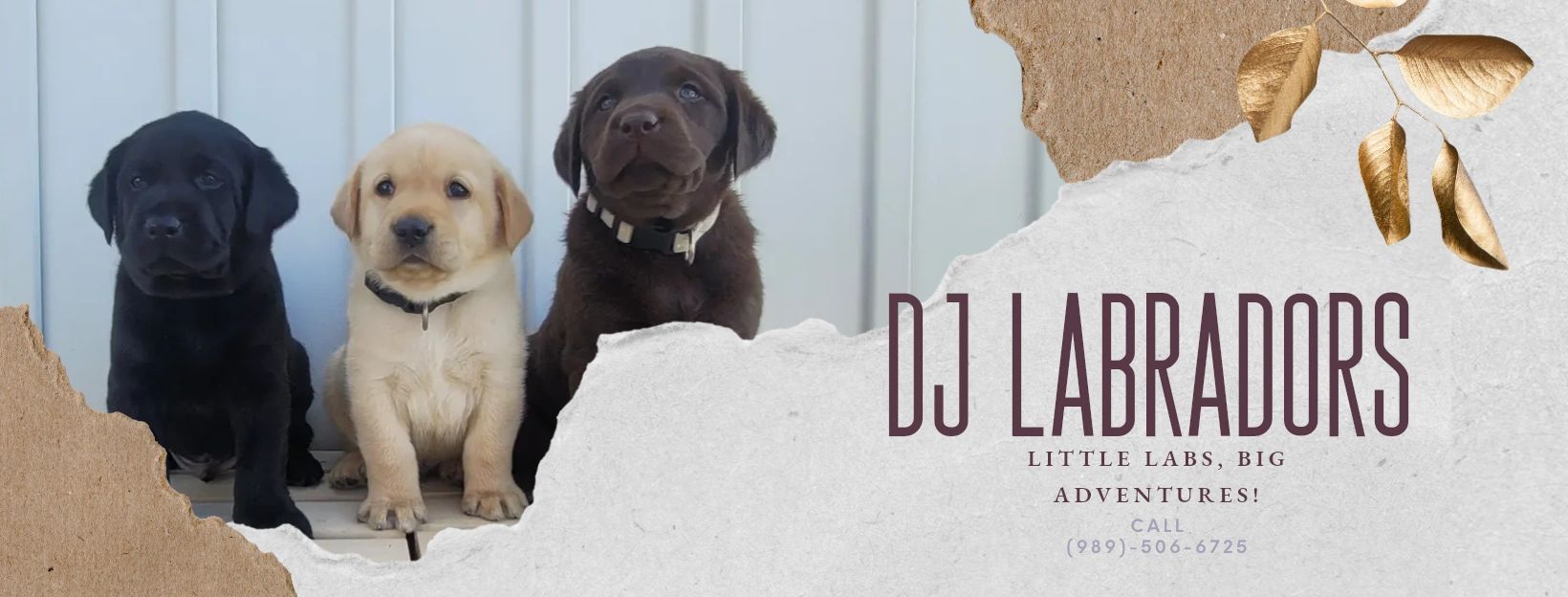 Labrador Puppies | Find Your Perfect English Lab Puppy