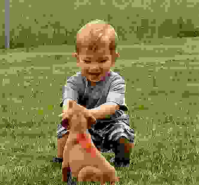 tiszabecsvizslas-vizsla-puppies-breeder-new-york