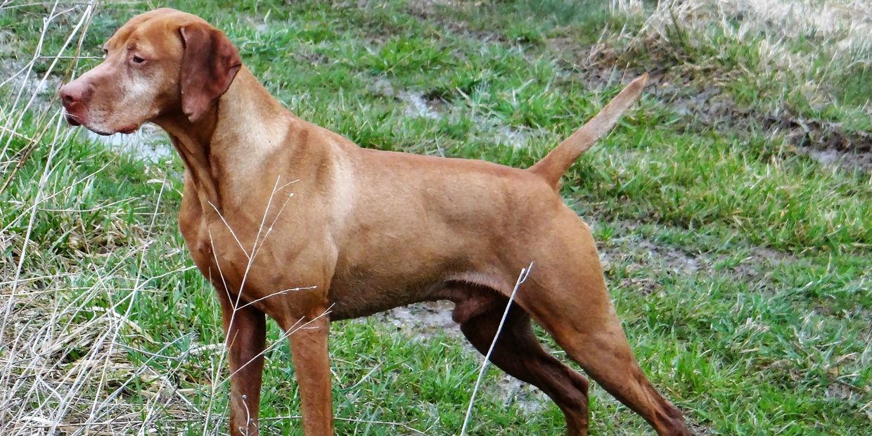 VIZSLA INFO