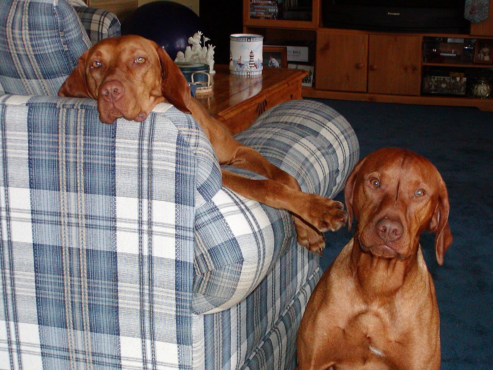 Wata vizsla sale