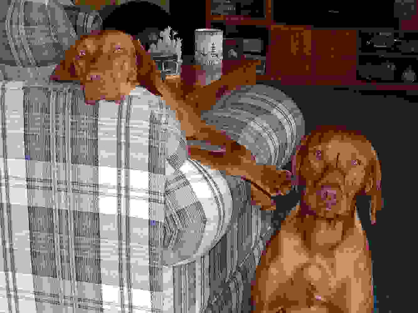 tiszabecsvizslas-vizsla-puppies-breeder-new-york