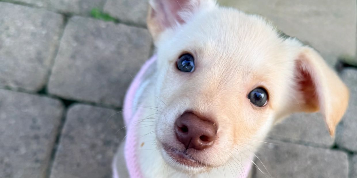 Close-up of a white puppy with big blue eyes.