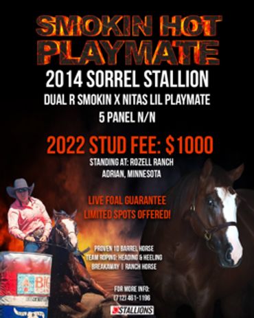 Advertisement for Smokin Hot Playmate, a 2014 sorrel stallion with 2022 stud fee of $1000.