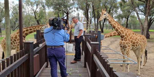 Andrew Parsons filming LIVE TV with Taronga Western Plains Zoo staff and giraffes.