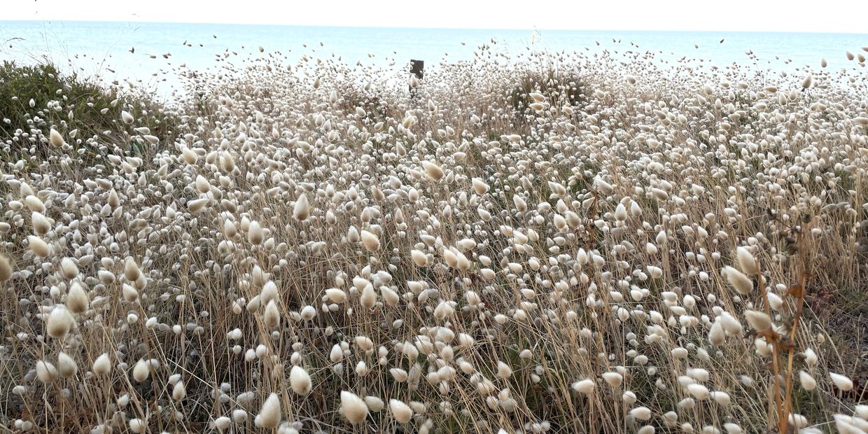 Field of white fluffy flowers near the sea under a pale sky.