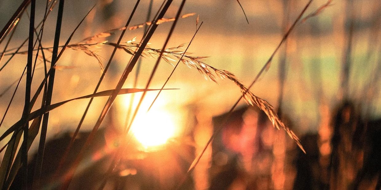 Golden sunlight filters through tall grass at sunset.