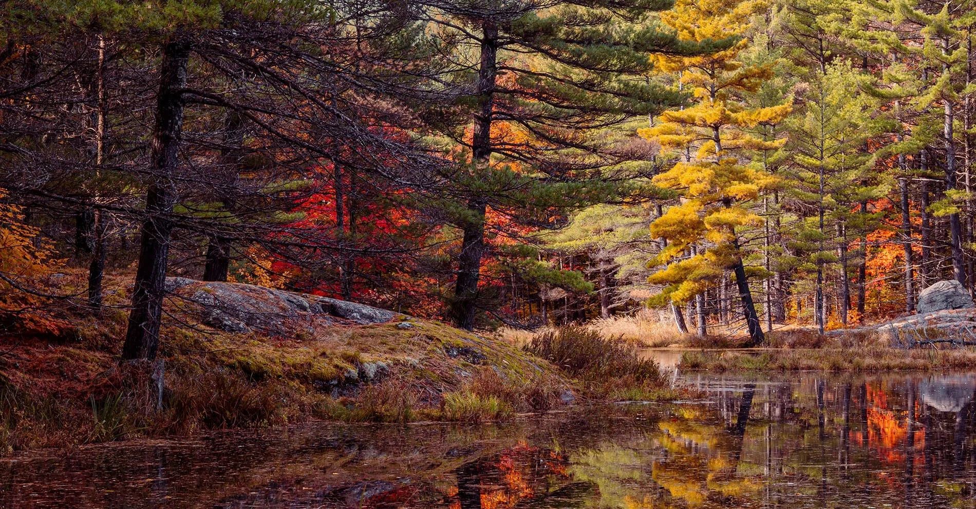A serene forest scene with autumn colors reflected in calm water.