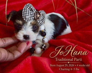 Cute small puppy with bow and beads on red cloth.