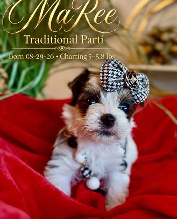 Cute puppy named MaRee with bow and necklace.