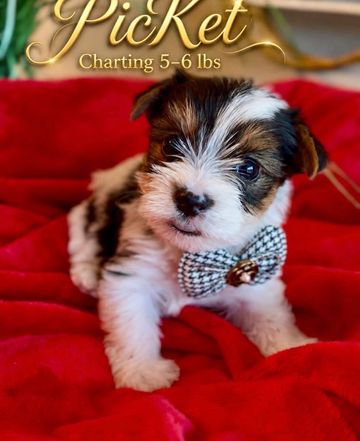 Adorable puppy sitting on a red blanket.