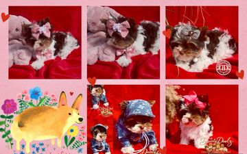 Collage of small dogs in cute outfits and a corgi illustration.