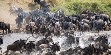 Mara River, Kogatende, greatmigrationcrossing with www.yaotanzaniasafaris.com
