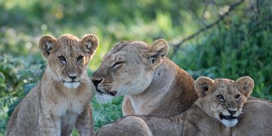 I days Family Safari with www.yaotanzaniasafaris.com