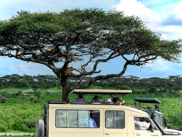 Tanzania Wildlife Game Drive Experience with Yao Tanzania Safaris