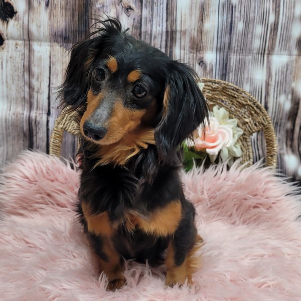 Cute black and tan dachshund sitting on a pink fluffy rug with a floral background.