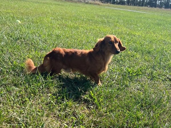 A brown dachshund stands on a grassy field under sunlight.
