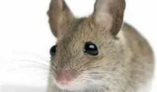 Mice only need a hole the size of their head to enter your home.