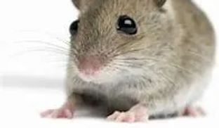 Mice only need a hole the size of their head to enter your home.