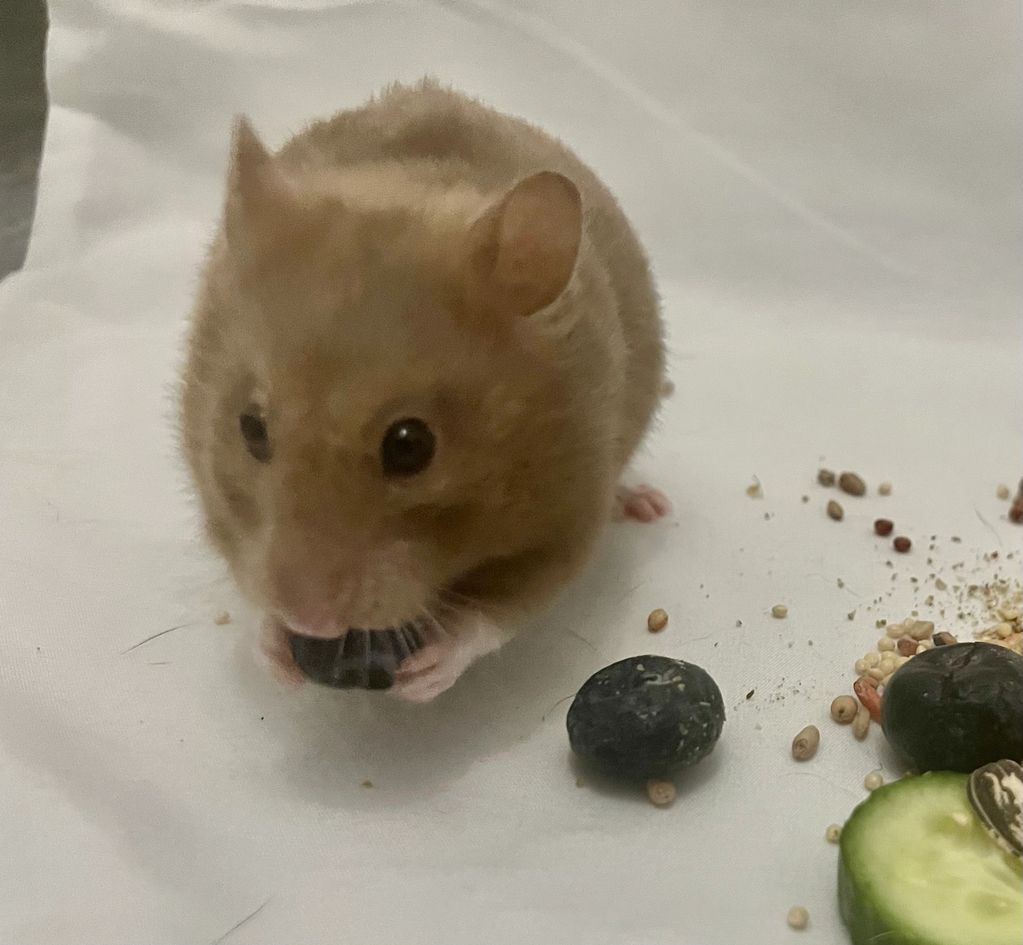 Nutmeg